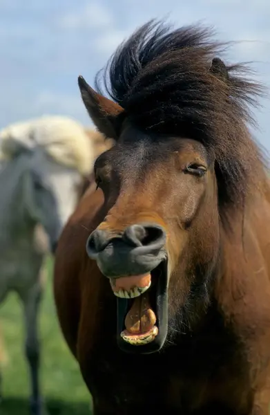 Icelandic Pony Whinnies Close — Stock Photo, Image