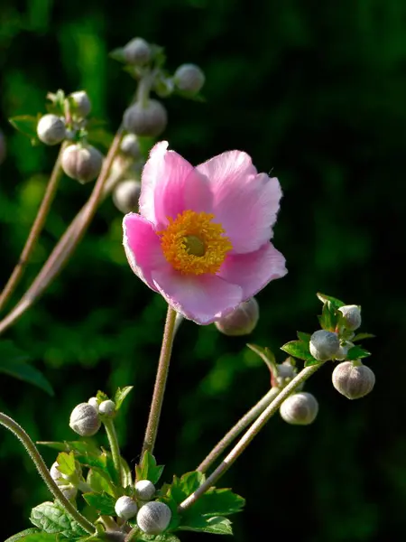 Anemone Flowers Garden Close — Stock Photo, Image