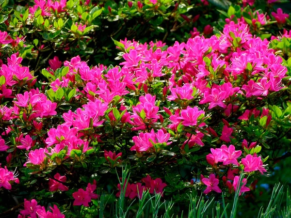 Rhododendron Met Azalea Voorjaarstuin Rhododendron Met Azalea Voorjaarstuin — Stockfoto