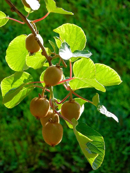 Kiwi Syn Actinidia Chinensis Fruto Sobre Árvore Kiwis Actinidia Deliciosa — Fotografia de Stock