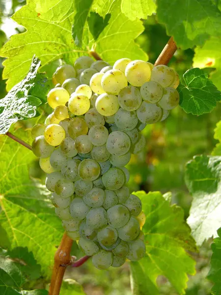 Uvas Brancas Maduras Vinha — Fotografia de Stock