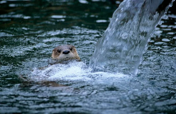 Canadian Otter Water North American River Otter Lontra Canadensis — Stock Photo, Image