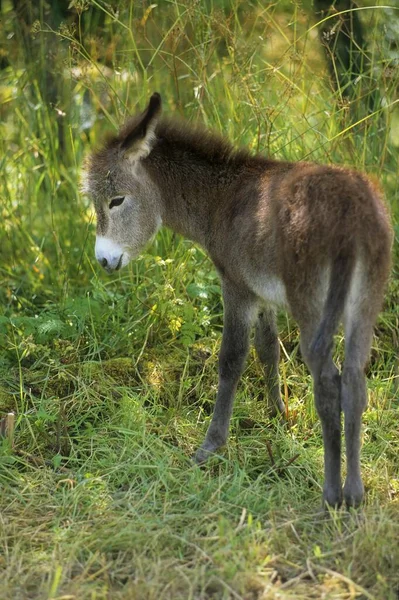 Donkey Dwarf Donkey Paddock — Stock Photo, Image