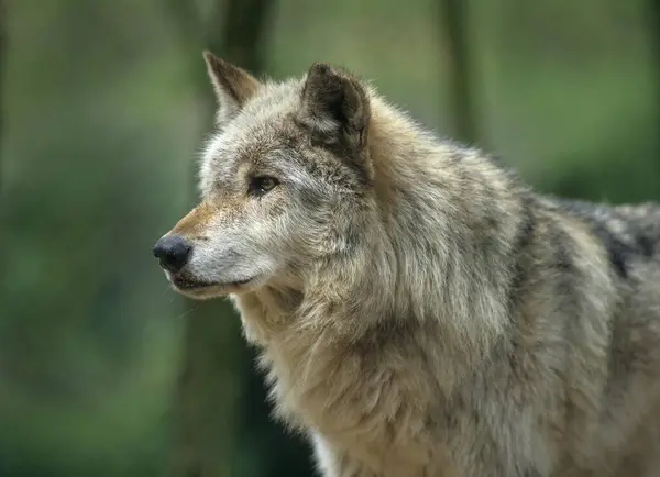 Lobo Vale Mackenzie Canis Lupus Occidentalis — Fotografia de Stock