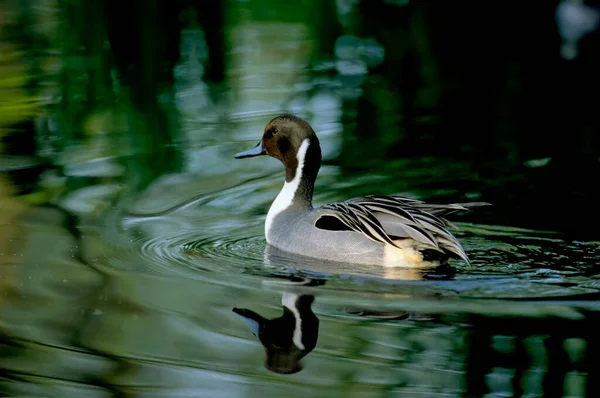 Pintail Anas Acuta Lake — стоковое фото