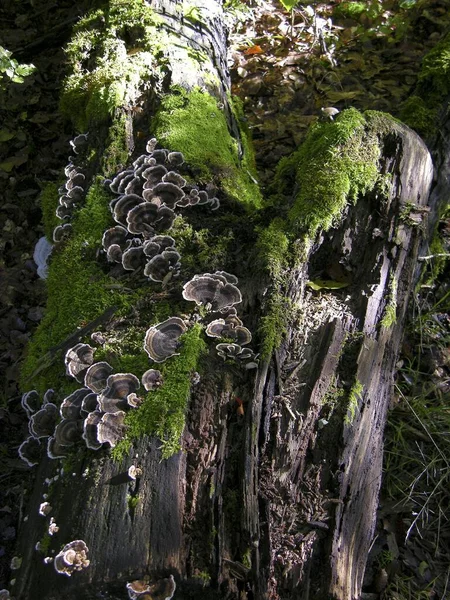 森林里用苔藓和木耳腐烂的树干 — 图库照片