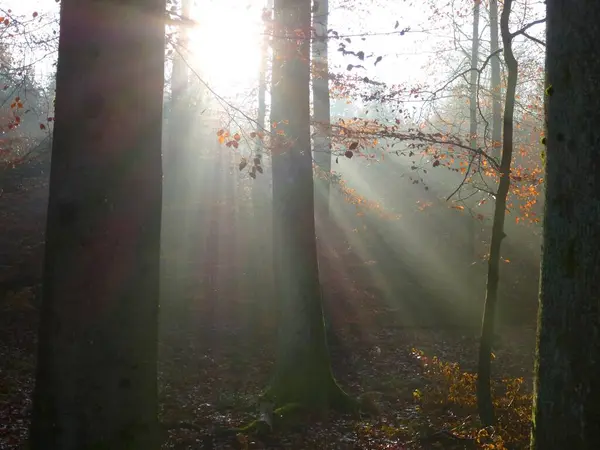 Maulbronn Colorido Bosque Caducifolio Otoño Niebla Con Rayos Sol — Foto de Stock