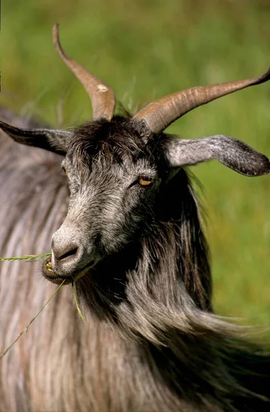 Cabra Wooly Negra Cabra Wooly Tayika Cabra Wooly Soviética —  Fotos de Stock