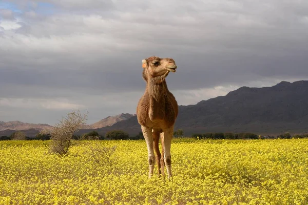 Dromedary Stands Rape Field Bou Hedma National Park Tunisia Africa — Stock Photo, Image