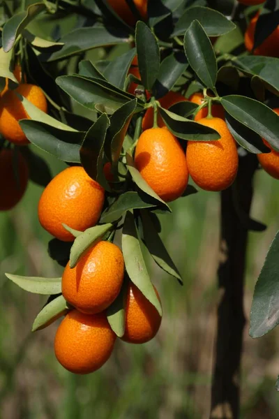 Kumquat Fruit Close View — Stock Photo, Image