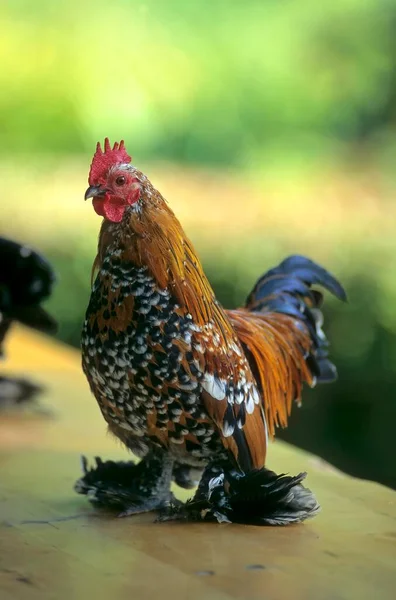 Feather Footed Bantam Closeup View — Stock Photo, Image