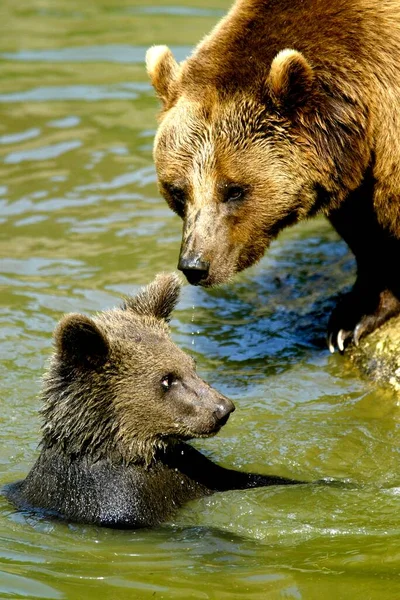 Urso Castanho Ursus Arctos Banha Sua Jovem Urso Marrom Banha — Fotografia de Stock