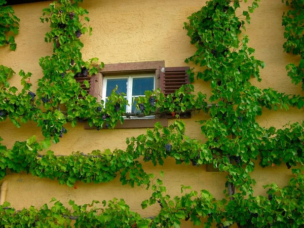 Grapes Wild Wine House — Stock Photo, Image