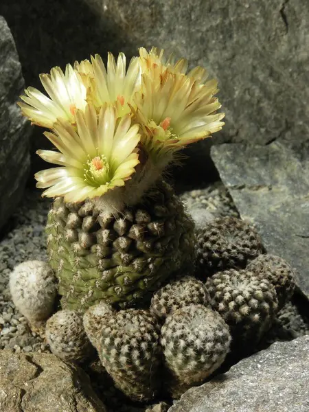 Neochilenia malleolata, cactus, cactus plant with blossoms, cactus, cactus plant with blossoms