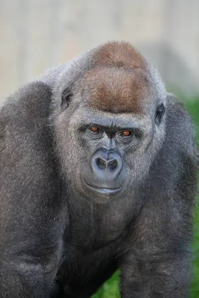 Gorille Des Basses Terres Mâle Gros Plan — Photo