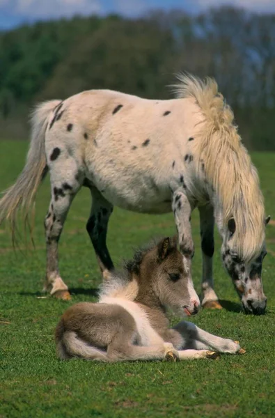 Shetland Pony Foal — Stock Photo, Image