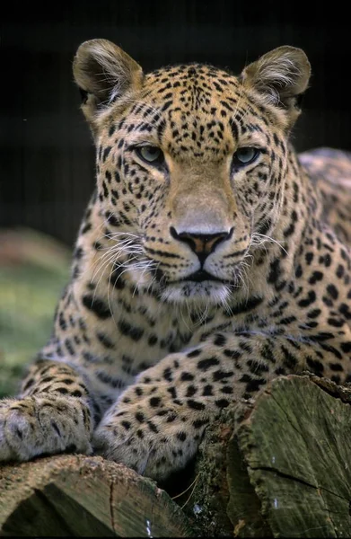 Leopard Perski Panthera Pardus Leopard Perski Panthera Pardus Ciscaucasica — Zdjęcie stockowe