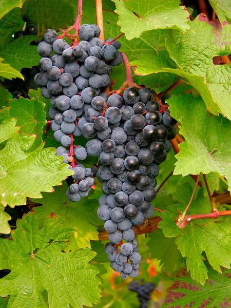 Grapes Vine Red Wine — Stock Photo, Image