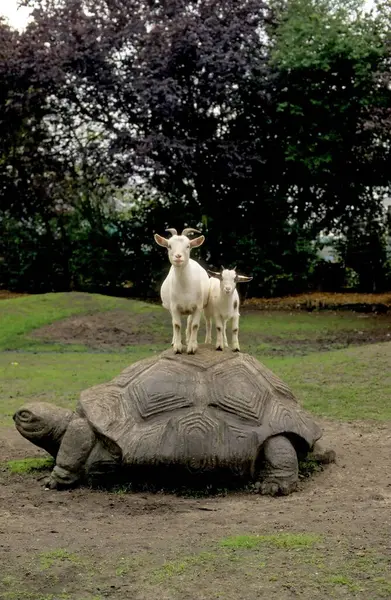 Koza Piżmowa Capra Aegagrus Hircus Koza Domowa Żółwiu Kamiennym — Zdjęcie stockowe