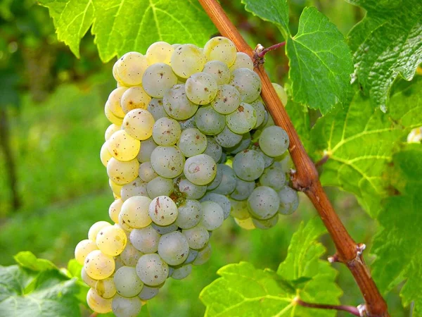 Grapes Vines White Wine — Stock Photo, Image