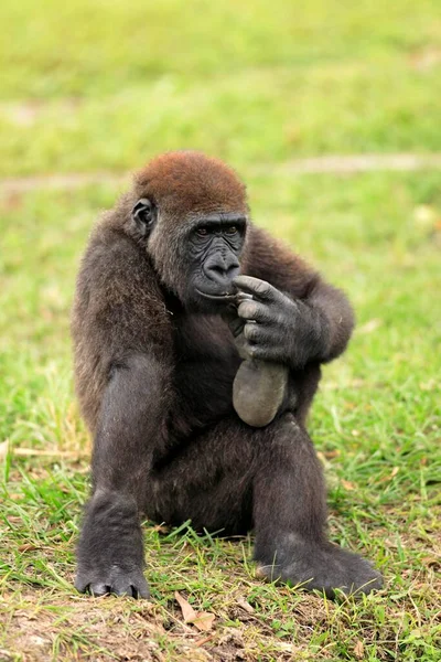 Gorila Occidental Gorila Gorila Tierras Bajas Gorila Juvenil Ocurrencia África —  Fotos de Stock