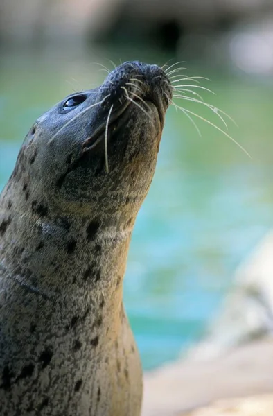 Harbor seal (Phoca vitulina), common seal