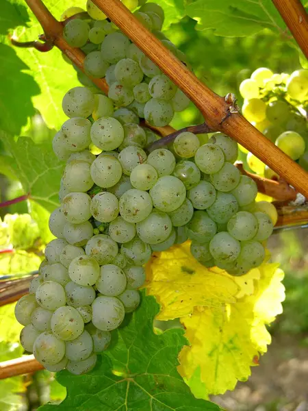 Ripe White Grapes Vine — Stock Photo, Image