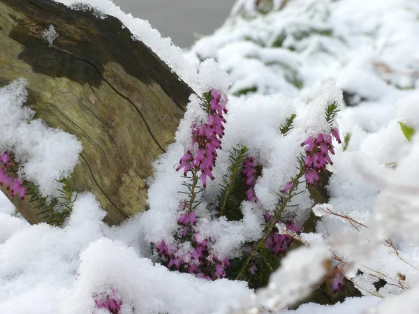 Karlı Çiçekler Karlı Funda Erica Funda Fundalıkta — Stok fotoğraf