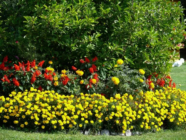 Jardín Ornamental Césped Con Flores Borde Flores — Foto de Stock