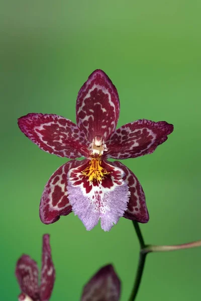 Орхідея Vuylstekeara Квітка Сінгапур Азія Орхідея Краса Inig Квітка Рослина — стокове фото
