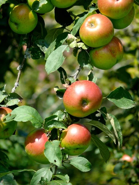 Jabłka Drzewie Jabłoń — Zdjęcie stockowe