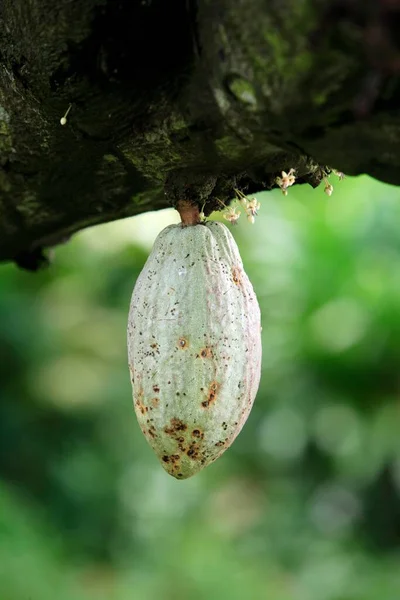 Κακάο Φρούτα Στο Δέντρο Σιγκαπούρη Ασία — Φωτογραφία Αρχείου