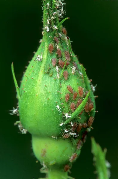 玫瑰花蕾上的蚜虫 — 图库照片