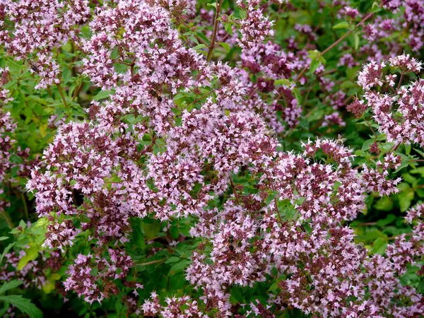 stock image Kitchen herb, Oregano (Origanum vulgare) (Syn. : Origanum creticum Loureiro) (O. normal D. Don) (O. vulgare var. formosanum Hayata), oregano, Common thistle