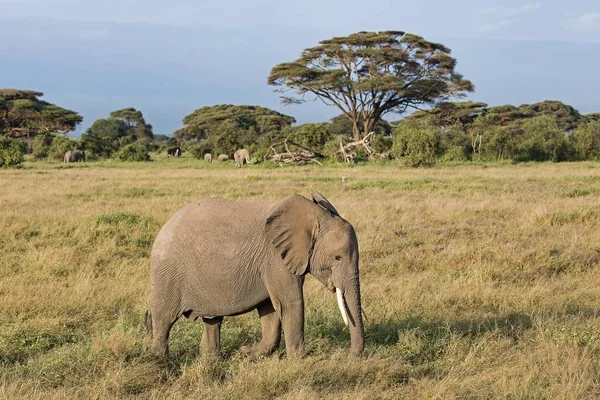 アフリカゾウ ロクソドンタンアフリカ 若い動物 アムボセリ国立公園 ケニア アフリカ — ストック写真