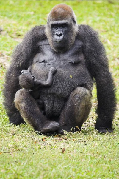Western Gorilla Gorilla Gorilla Florida Verenigde Staten — Stockfoto