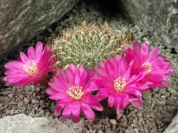 Sulcorebutia purpurea collective number, finding place: HS109, cactus, cactus plant with blossoms, Sulcorebutia purpurea collective number, finding place: HS109, cactus, cactus plant with blossoms