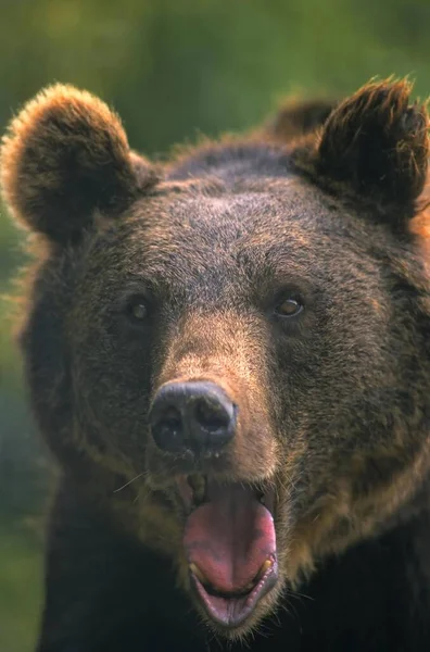Zoo Brown Bear Ursus Arctos Brown Bear Brown Bear Snarling — Stock Photo, Image