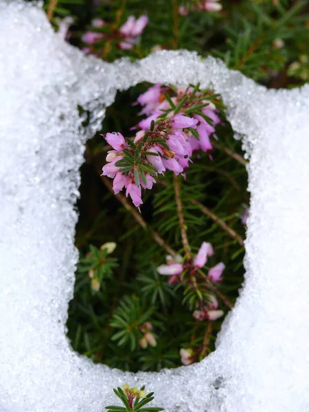 Kwiaty Śniegiem Erica Śniegiem Heather Erica Heath Erica — Zdjęcie stockowe