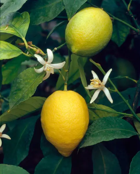 Limón Citrus Limon Primer Plano — Foto de Stock