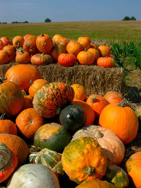 Várias Abóboras Ornamentais Outono Halloween Diferentes Abóboras Ornamentais Outono — Fotografia de Stock