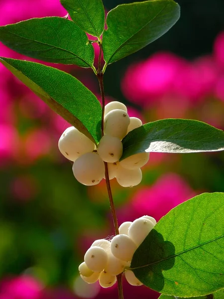 Snowberry Autunno Vicino — Foto Stock