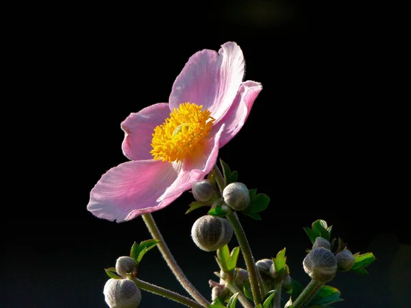 Anemone Huphensis Japonica Hybride Bloem — Stockfoto