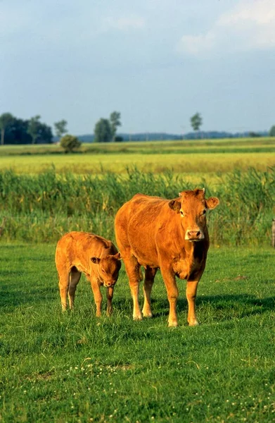 Limousin Wołowina Bliska Widok — Zdjęcie stockowe