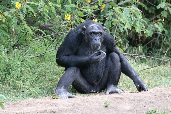 Chimpanzé Comum Pan Troglodytes Chimpanzé — Fotografia de Stock
