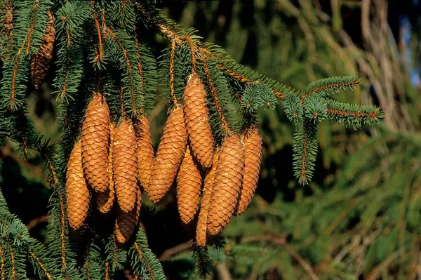 Picea Abies வழக உடன — ஸ்டாக் புகைப்படம்