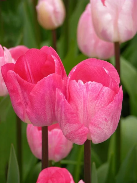 Różowe Tulipany Bliska — Zdjęcie stockowe