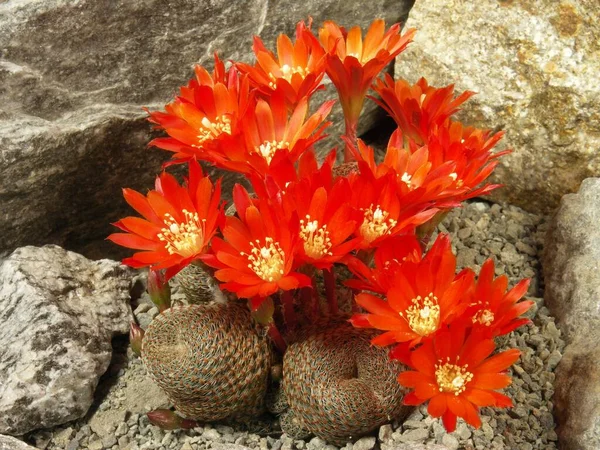 Rebutia heliosa, cactus, cactus plant with blossoms, cactus, cactus plant with blossoms