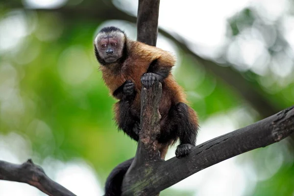 Barna Kapucinus Majom Cebus Nigrivittatus Felnőtt Fán Weeper Capuchin Dél — Stock Fotó