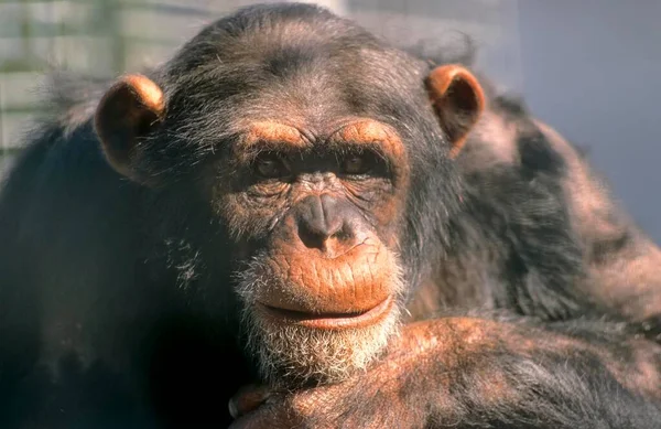 Chimpanzé Comum Pan Troglodytes Gettorf Zoo — Fotografia de Stock
